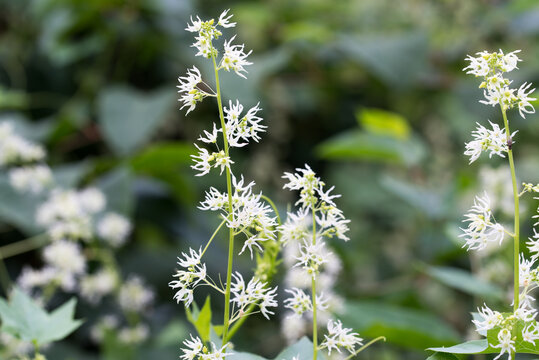 wild cucumber, 
Echinocystis lobata white  flowers closeup selective focus
