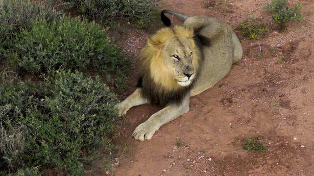 Aerial view of a male lion resting on the red earth in the bushveld of Thabazimbi, Tumbeta Reserve, South Africa.