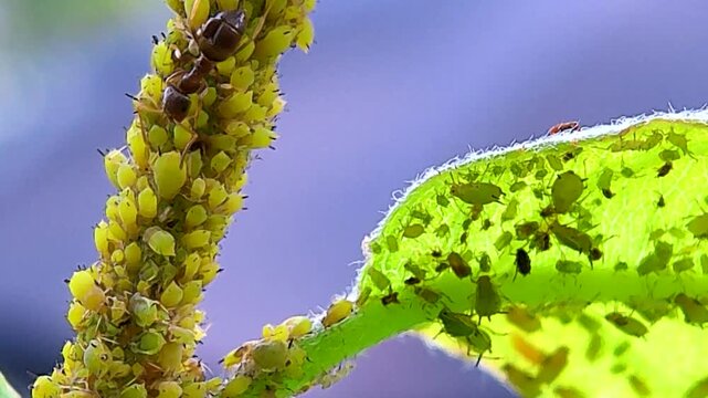 Ants Tending to Green Apple Aphids Feeding on an Apple Tree Branch
