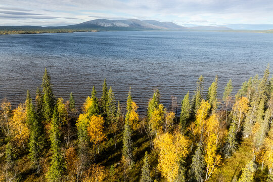 Aerial view of the Pallas-Yllastunturi National Park landscape featuring Pallasjarvi lake surrounded by vibrant autumn foliage and coniferous forests in Kittila, Lappi, Finland.