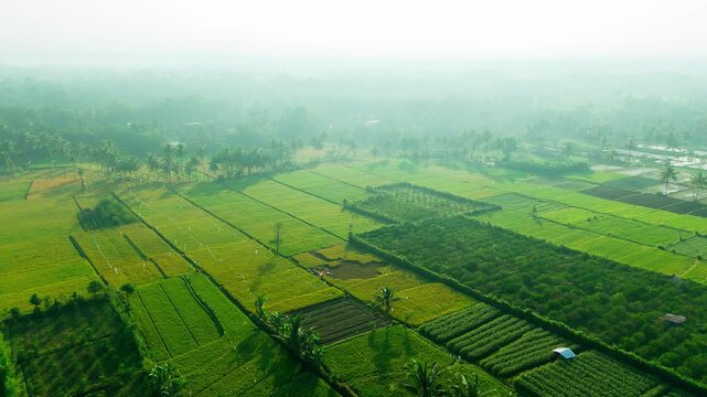 Aerial view of lush green rice fields and agricultural plots in the morning light in Malang, East Java, Indonesia.