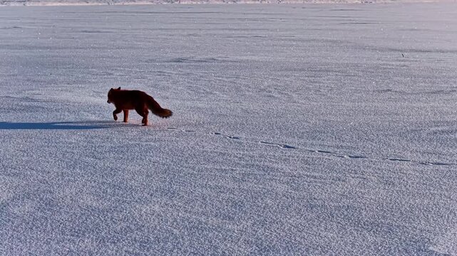 Aerial view of a red fox walking across a vast frozen snow-covered landscape leaving tracks behind in Latvia.