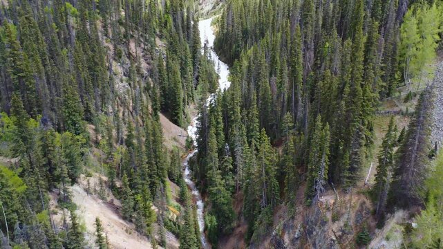 Aerial view of a narrow, forested mountain valley with a stream flowing through the dense pine trees in the San Juan Mountains near Ironton, Colorado, United States.