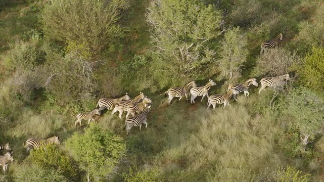 Aerial view of a herd of zebras walking through the grassy savanna and shrubs in Thabazimbi, Tumbeta Reserve, South Africa.