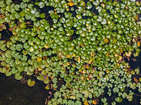 Aerial view of a pond surface covered with vibrant green lily pads and small yellow flowers floating on dark water in Portugal.