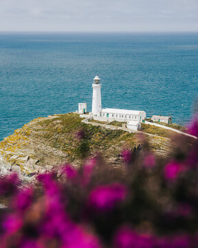 View of South Stack Lighthouse perched on a rocky cliff edge overlooking the sea with vibrant purple flowers in the foreground in Holyhead, Wales, United Kingdom.