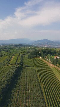 Aerial view of lush green vineyards and olive groves stretching across the rolling hills of the countryside under a bright sky in Gabanel, Veneto, Italy.
