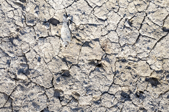 Yesildere Bucagi, Turkey - 02 July 2025: Aerial view of Yesildere Dam showing cracked, parched earth and a dead fish, highlighting the effects of drought and water scarcity.