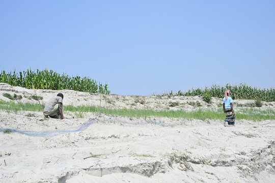 Gaibandha District, Rangpur Division, Bangladesh - 15 July 2026: View of Char Krishnamani with a farmer working on sandy soil and a person walking near green cornfields under a clear sky.