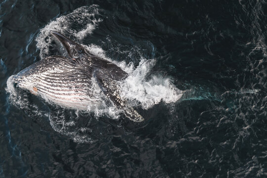 Aerial view of a humpback whale breaching in the dark ocean, creating a splash of white water in Unalaska, Alaska, United States.