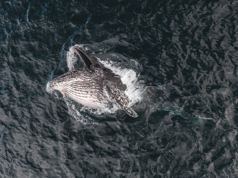 Aerial view of a humpback whale breaching in the dark waters of the Bering Sea near Unalaska, Alaska, United States.