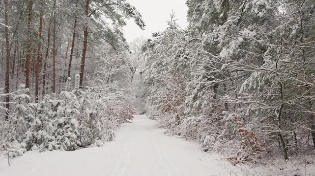 Snow-covered forest trail winding through a winter woodland after fresh snowfall. Slow left to right camera pan across the snowy forest.