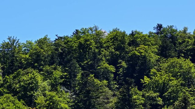 Aerial view of the dense forest landscape surrounding Col d'Aubisque in Beost, Nouvelle-Aquitaine, France.
