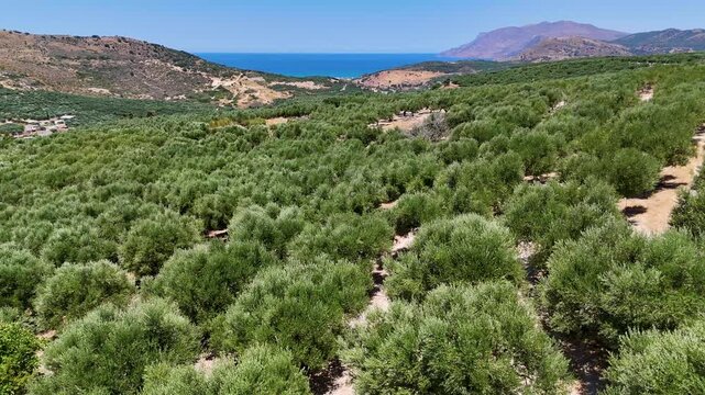 Drone view of an olive grove on Crete with trees swaying in gentle wind above the bright blue Aegean Sea, revealing rugged terrain, soft movement, and the natural beauty of the Mediterranean landscape