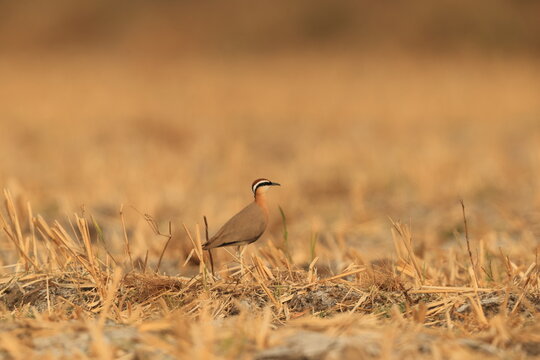 Indian courser (Cursorius coromandelicus) is a species of courser found in mainland South Asia, mainly in the plains bounded by the Ganges and Indus river system.