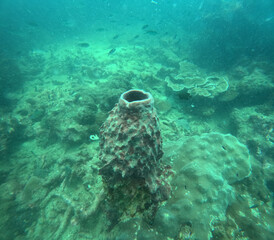 coral reef and diver © Miles Woodworth