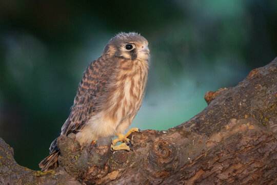 Female American kestrel (Falco sparverius) fledgling perched in a crabapple tree in dappled morning light.