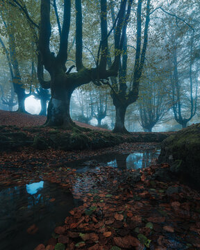 Ancient Beech Forest in Autumn Mist. Otzarreta, Basque Country