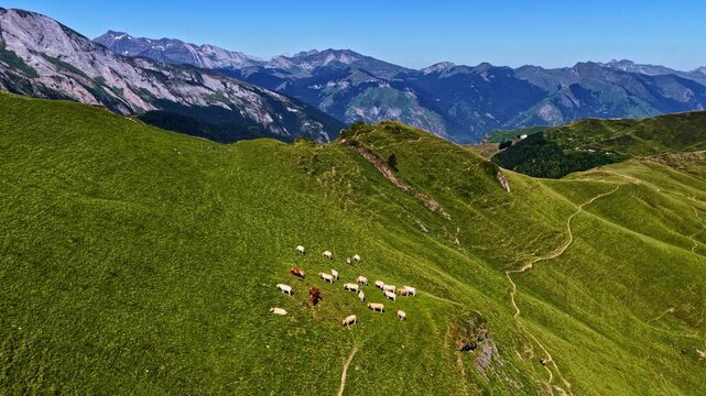 Aerial view of a herd of cows grazing on the lush green mountain slopes of Col d'Aubisque in Beost, Nouvelle-Aquitaine, France.