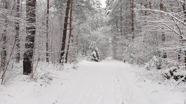 Snow-covered forest road through a tranquil winter woodland after fresh snowfall. Slow forward camera movement along the snowy trail.