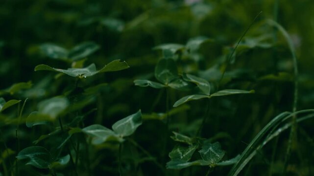 Close-up of green clover leaves in natural forest undergrowth with soft focus