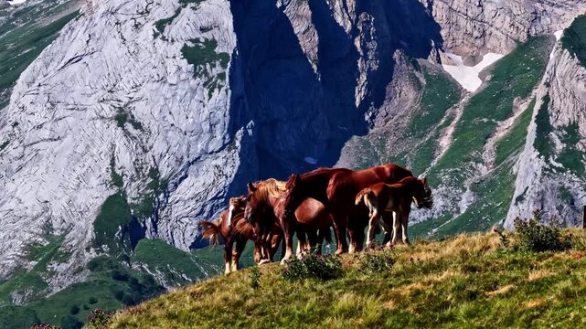 Aerial view of horses grazing on a grassy mountain slope at Col d'Aubisque in Beost, Nouvelle-Aquitaine, France.
