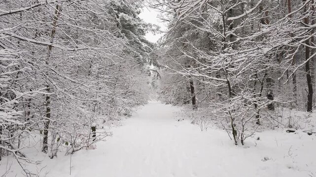 Snow-covered forest trail through a tranquil winter woodland after fresh snowfall. Slow forward camera movement along the snowy path.