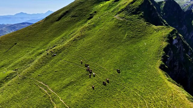 Aerial view of horses grazing on the green mountain slopes of Col d'Aubisque in Beost, Nouvelle-Aquitaine, France.