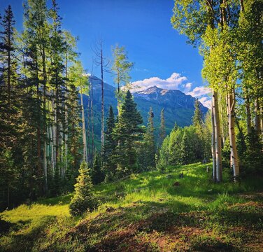 View of a lush forest with tall aspen trees and evergreen pines under a clear blue sky with distant snow-capped mountains in the background in Ouray, Colorado, United States.