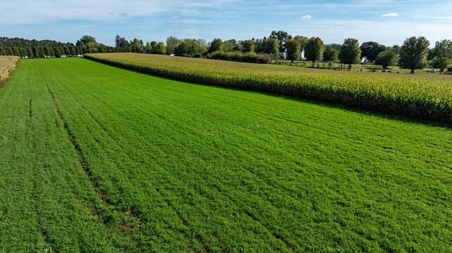 Aerial view of a vibrant green field adjacent to a tall cornfield with a line of trees in the background under a clear blue sky in the USA.