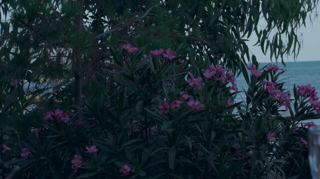 Pink oleander flowers blooming near pine trees by the calm sea shore