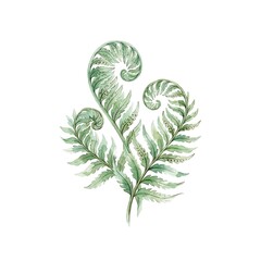 Fototapeta premium Beautiful hand painted illustration of green watercolor leaves featuring curled fern fronds on white