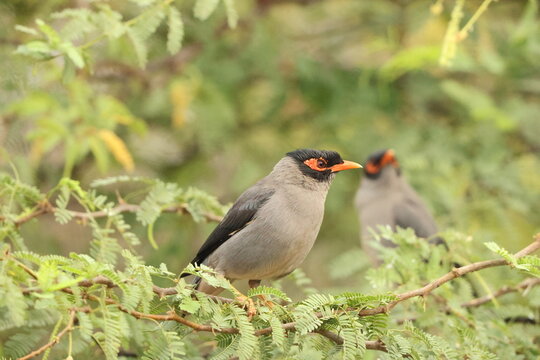 The bank myna (Acridotheres ginginianus) is a myna found in the northern parts of South Asia.