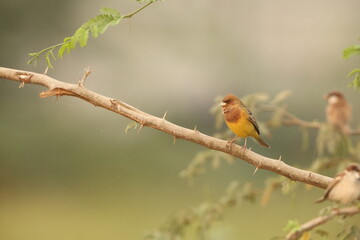 Obraz premium The red-headed bunting (Emberiza bruniceps) is a passerine bird in the bunting family Emberizidae. This photo was taken in west India.
