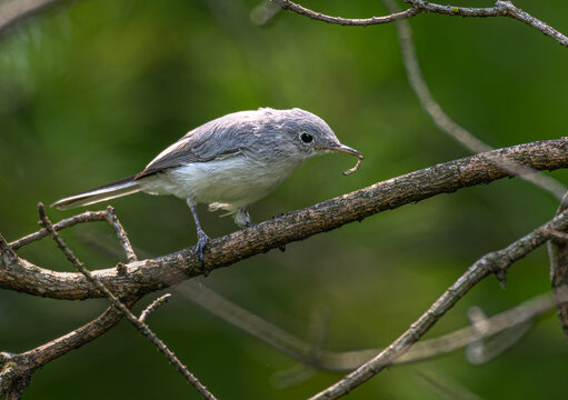 Blue-gray gnatcatcher with a worm in its beak perched on a branch.