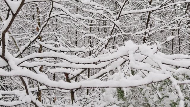 Snow-covered branches forming intricate patterns in a winter woodland after fresh snowfall. Slow left to right camera slide across the snowy vegetation.
