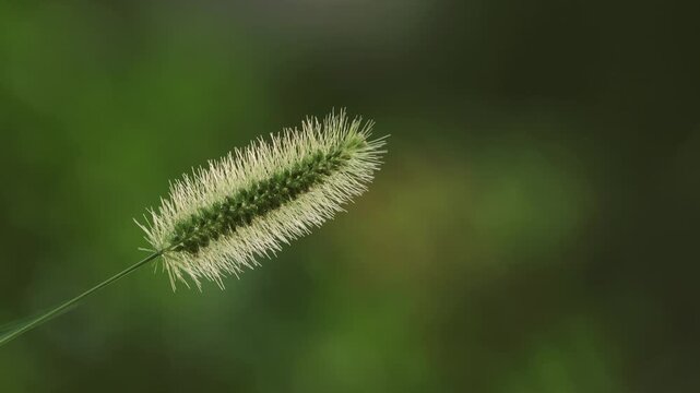 Tokyo,Japan - August 7, 2026: Closeup of a green bristlegrass or Setaria viridis
