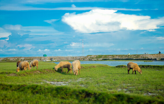 Sonagazi Upazila, Chittagong Division, Bangladesh - 14 June 2025: View of sheep grazing in a lush green field near a calm body of water under a bright blue sky.