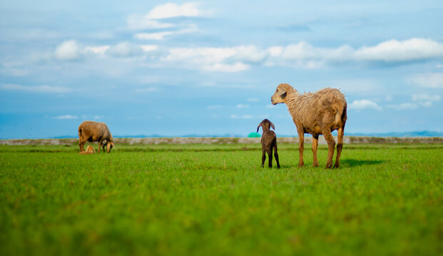 Sonagazi Upazila, Chittagong Division, Bangladesh - 14 June 2025: View of sheep grazing in a lush green field under a cloudy blue sky.