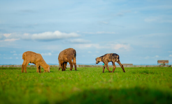 Sonagazi Upazila, Chittagong Division, Bangladesh - 14 June 2025: View of three sheep grazing in a lush green field under a bright blue sky with scattered clouds.
