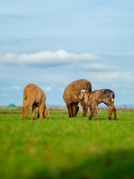 Sonagazi Upazila, Chittagong Division, Bangladesh - 14 June 2025: View of three sheep grazing in a lush green field under a bright blue sky with scattered white clouds.