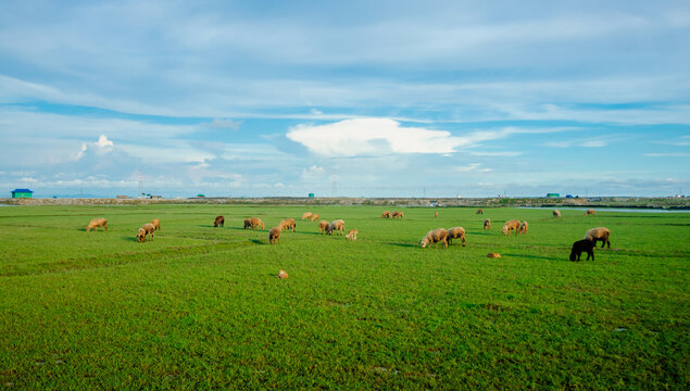 Sonagazi Upazila, Chittagong Division, Bangladesh - 14 June 2025: View of a flock of sheep grazing in a lush green field under a bright blue sky.