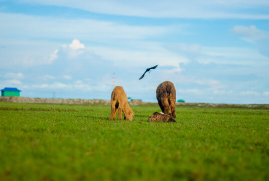 Sonagazi Upazila, Chittagong Division, Bangladesh - 14 June 2025: View of two goats grazing in a lush green field under a bright blue sky with a bird flying overhead.