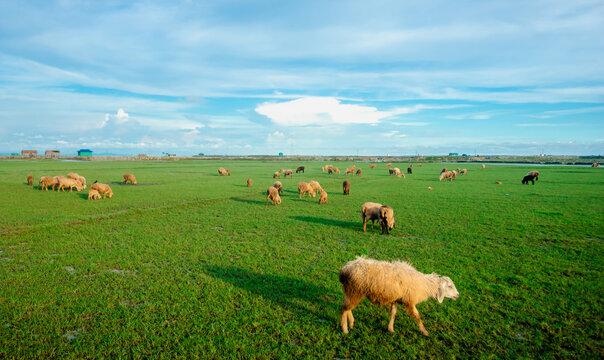 Sonagazi Upazila, Chittagong Division, Bangladesh - 14 June 2025: View of a flock of sheep grazing in a vast green field under a bright blue sky with scattered clouds.