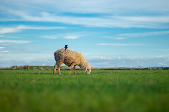Sonagazi Upazila, Chittagong Division, Bangladesh - 14 June 2025: View of a sheep grazing in a green field with a small bird perched on its back under a bright blue sky.