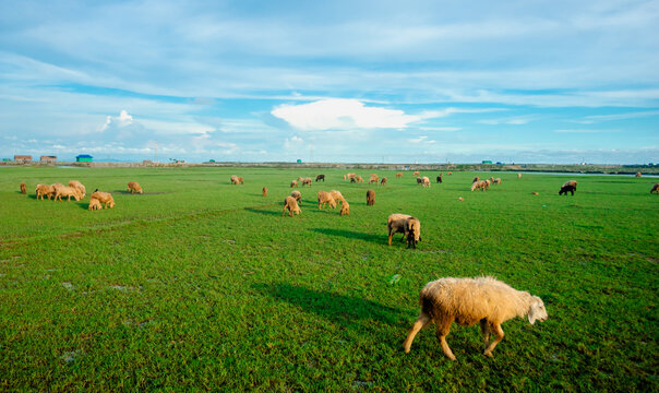 Sonagazi Upazila, Chittagong Division, Bangladesh - 14 June 2025: View of a flock of sheep grazing on a lush green pasture under a bright blue sky with scattered clouds.