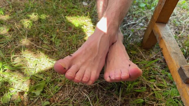 Swarm of ants crawling on bare human feet