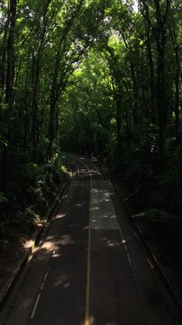 Aerial view of the Bilar Man-Made Forest with a road winding through dense mahogany trees and lush green canopy in Bilar, Central Visayas, Philippines.