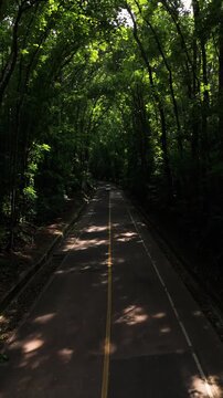 Aerial view of Bilar Man-Made Forest with dense mahogany trees lining the road in Bilar, Central Visayas, Philippines.