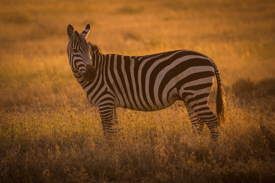 View of a zebra standing in the tall grass of the savanna during the golden hour in Kenya.